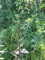 Scrophularia lanceolata