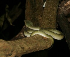 Tropidolaemus wagleri