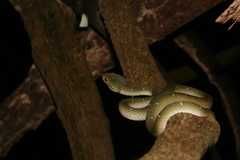 Tropidolaemus wagleri