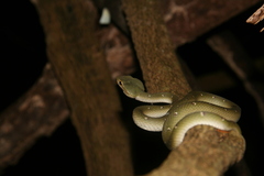 Tropidolaemus wagleri