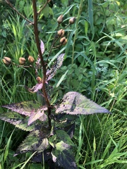 Scrophularia lanceolata