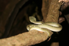 Tropidolaemus wagleri