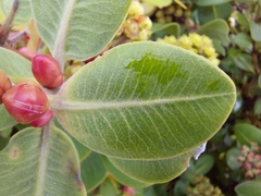 Metrosideros collina