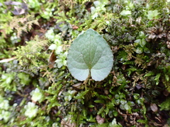 Viola hirsutula