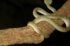 Tropidolaemus wagleri