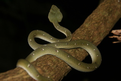 Tropidolaemus wagleri