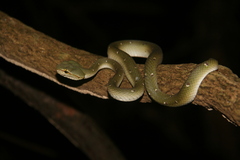 Tropidolaemus wagleri