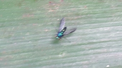 Condylostylus longicornis