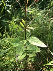 Scrophularia lanceolata