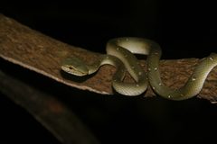 Tropidolaemus wagleri