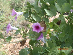 Ipomoea costata