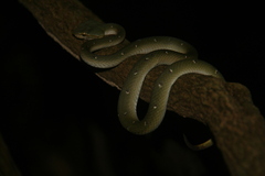 Tropidolaemus wagleri