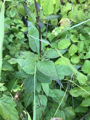 Scrophularia lanceolata