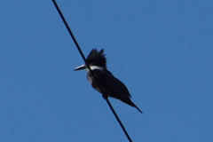 Megaceryle alcyon