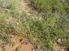 Solanum diversiflorum
