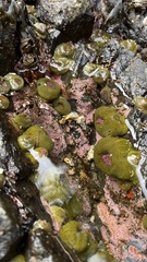 Anthopleura elegantissima