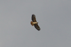 Buteo jamaicensis