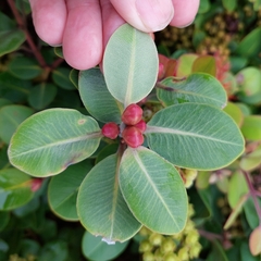 Metrosideros collina