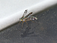 Heteropsilopus ingenuus