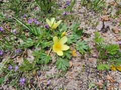 Acaulimalva weberbaueri