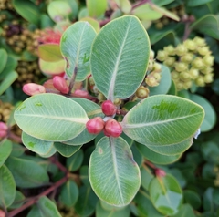 Metrosideros collina