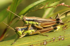 Scotussa impudica