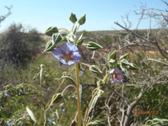 Trichodesma zeylanicum