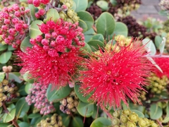 Metrosideros collina