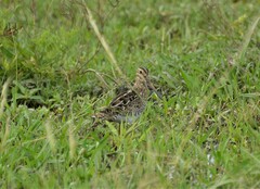 Gallinago paraguaiae