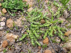 Cardionema ramosissimum