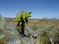 Crotalaria cunninghamii