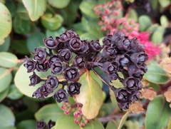 Metrosideros collina