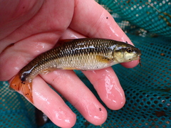 Nocomis leptocephalus