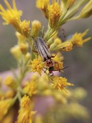 Chauliognathus scriptus