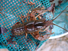 Cambarus latimanus