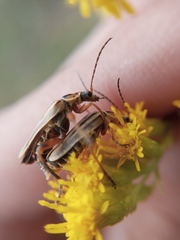 Chauliognathus scriptus