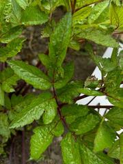 Arracacia xanthorrhiza