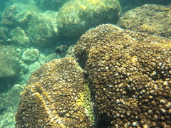 Stegastes acapulcoensis