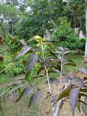Myrciaria dubia