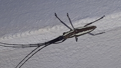Neoptychodes trilineatus
