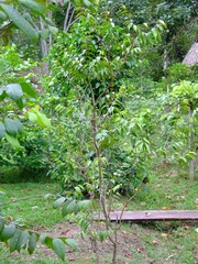 Myrciaria dubia