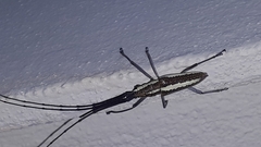 Neoptychodes trilineatus