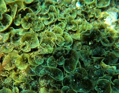 Padina durvillei