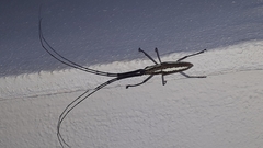 Neoptychodes trilineatus