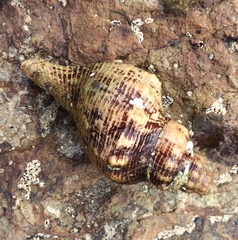 Fasciolariinae