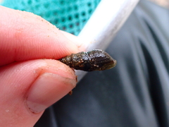 Potamopyrgus antipodarum