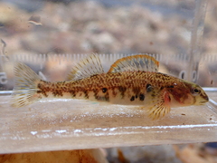 Etheostoma thalassinum