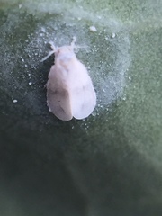 Aleyrodes proletella