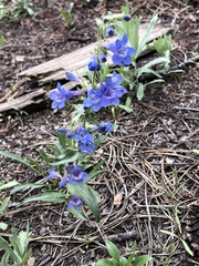 Penstemon virens