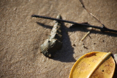 Pyrazus ebeninus